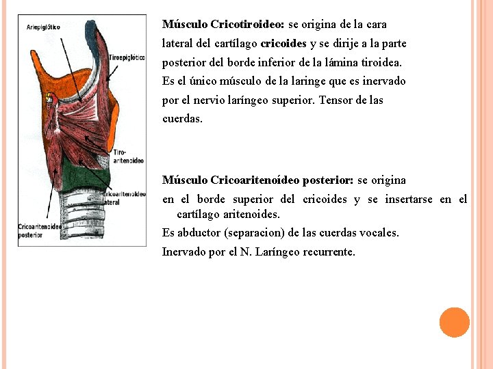 Músculo Cricotiroideo: se origina de la cara lateral del cartílago cricoides y se dirije