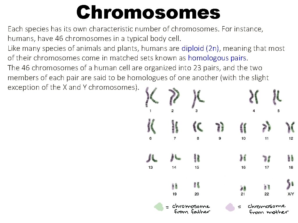 Chromosomes Each species has its own characteristic number of chromosomes. For instance, humans, have