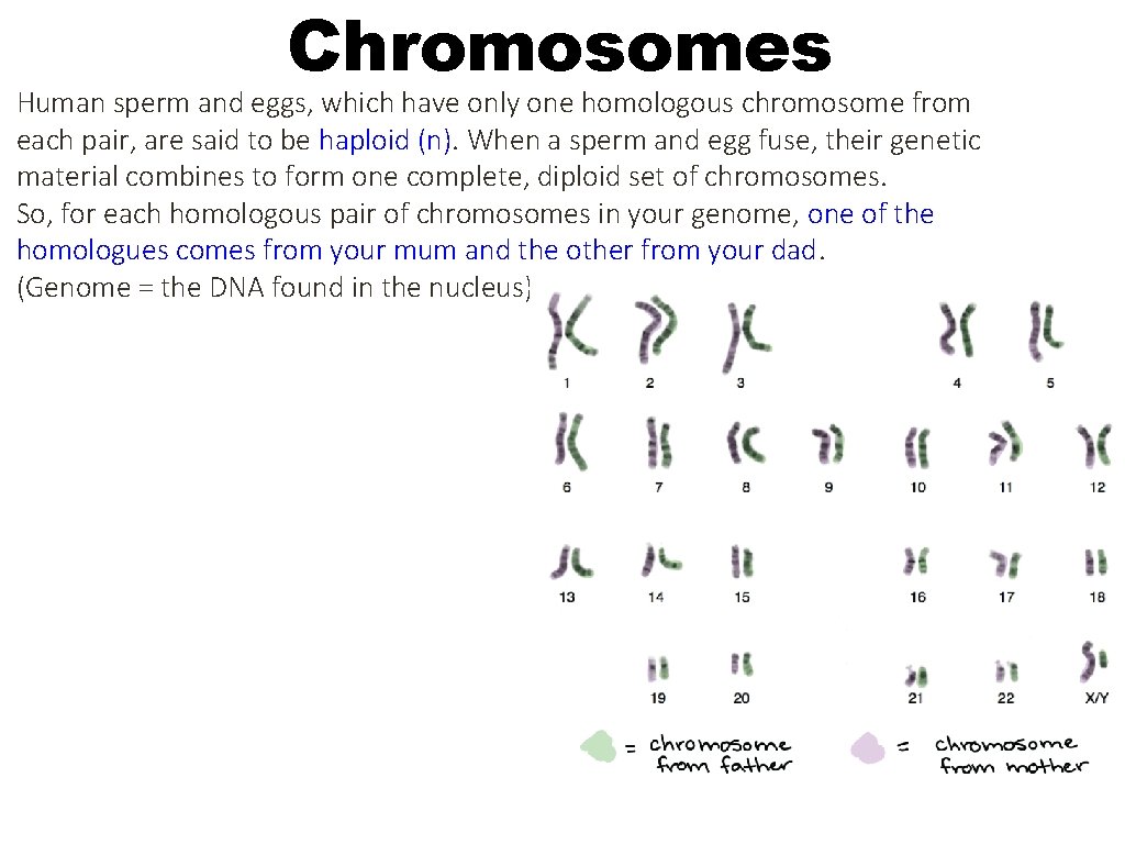 Chromosomes Human sperm and eggs, which have only one homologous chromosome from each pair,