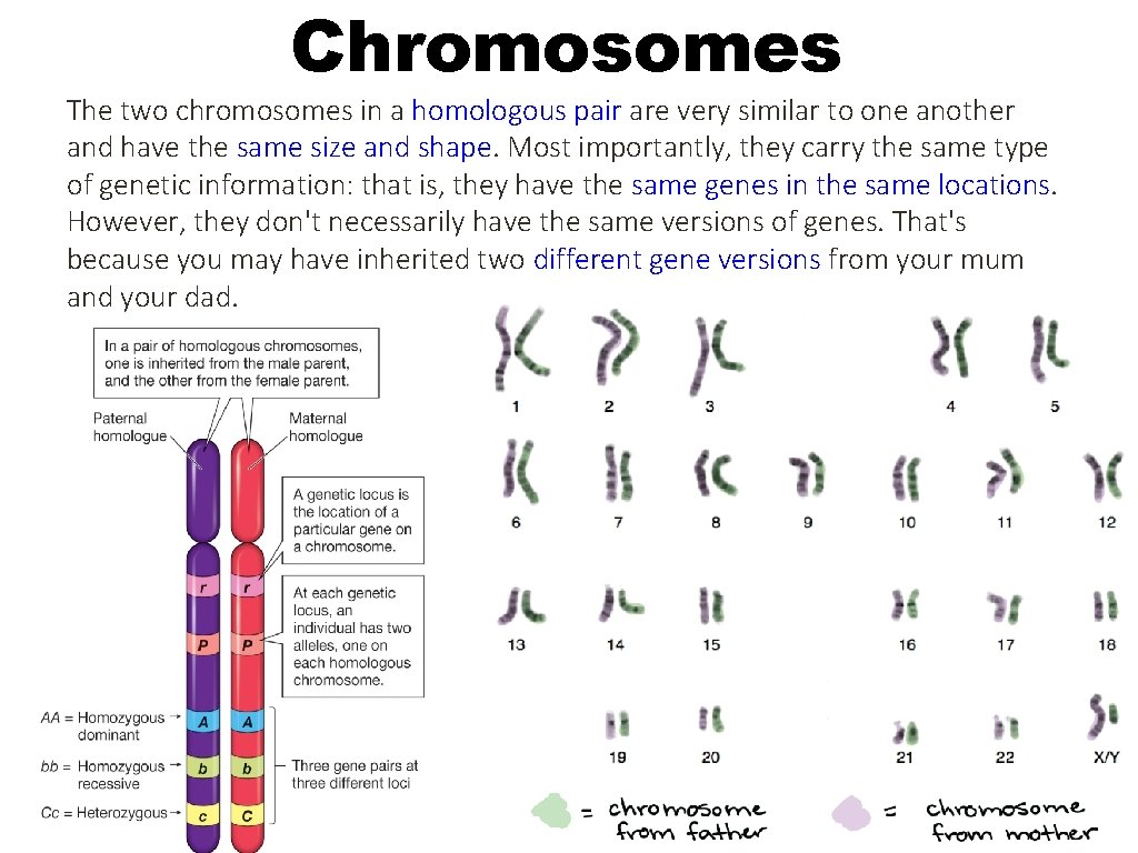 Chromosomes The two chromosomes in a homologous pair are very similar to one another