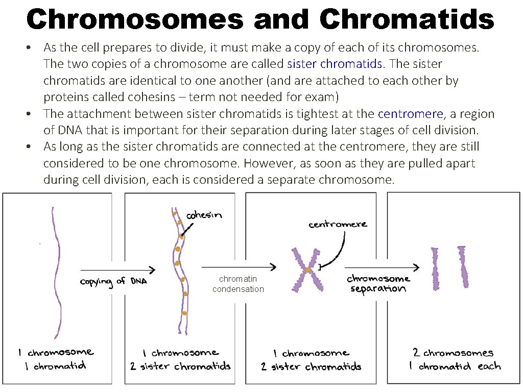 Chromosomes and Chromatids • As the cell prepares to divide, it must make a