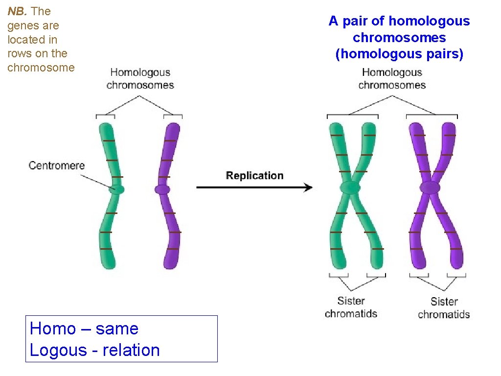 NB. The genes are located in rows on the chromosome Homo – same Logous