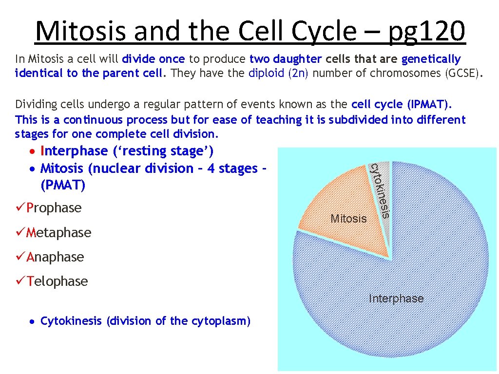 Mitosis and the Cell Cycle – pg 120 In Mitosis a cell will divide