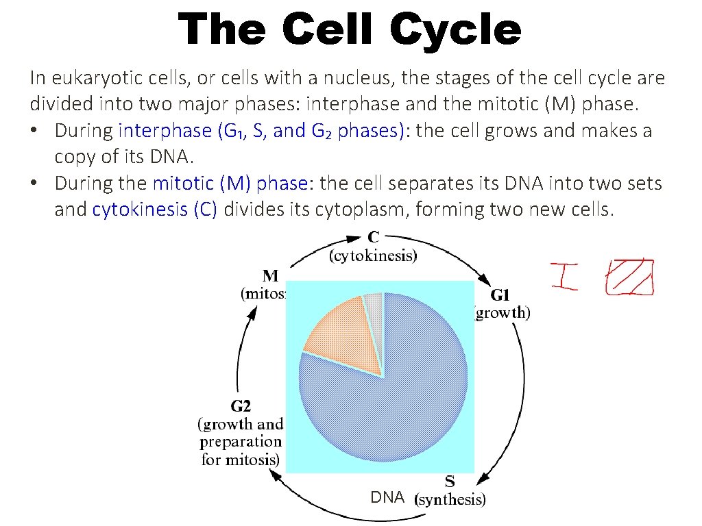 The Cell Cycle In eukaryotic cells, or cells with a nucleus, the stages of