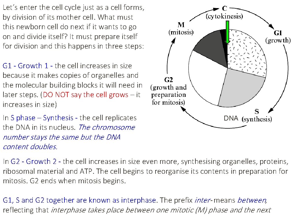 Let’s enter the cell cycle just as a cell forms, by division of its