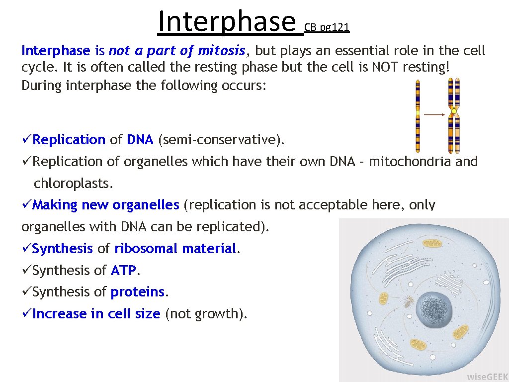 Interphase CB pg 121 Interphase is not a part of mitosis, but plays an