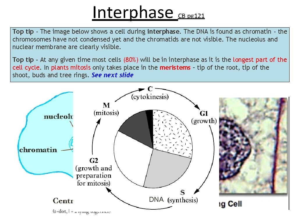 Interphase CB pg 121 Top tip - The image below shows a cell during