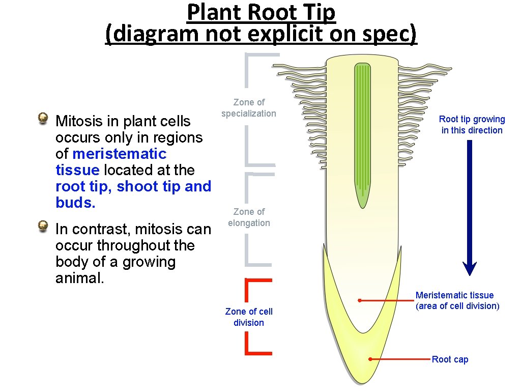 Plant Root Tip (diagram not explicit on spec) Mitosis in plant cells occurs only