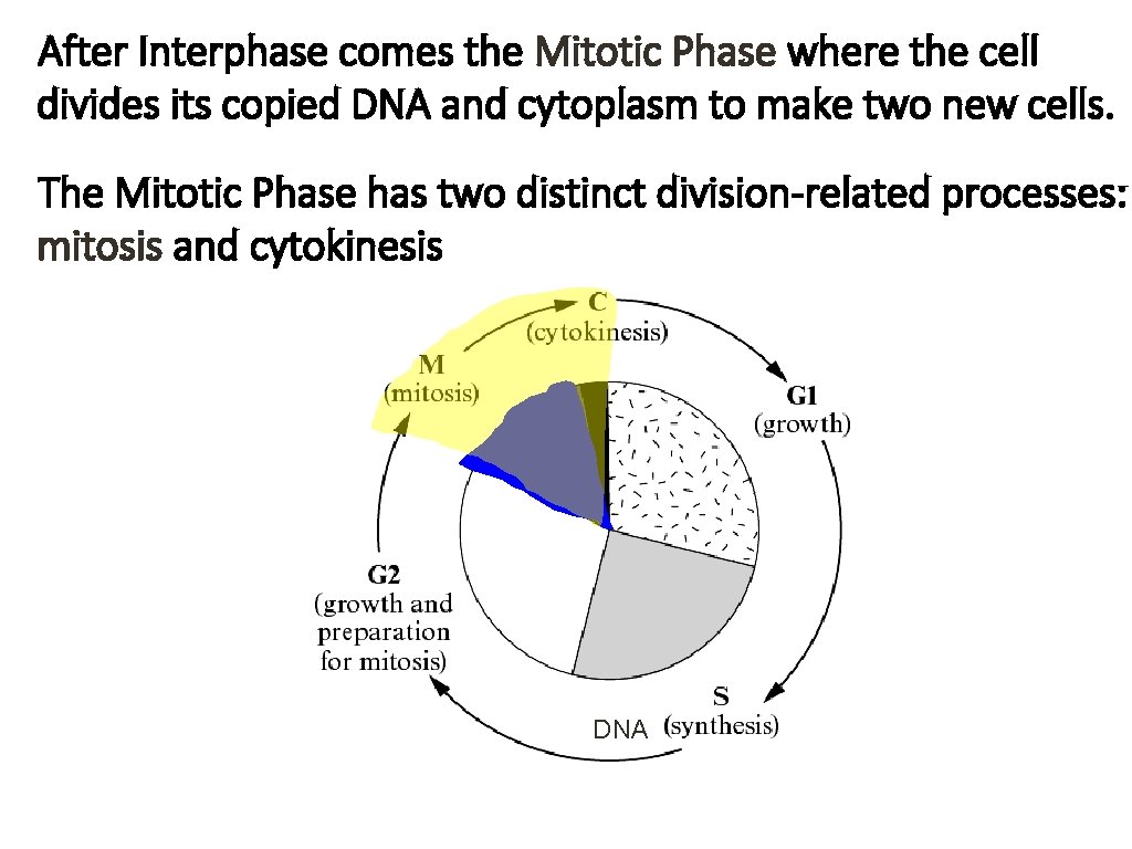 After Interphase comes the Mitotic Phase where the cell divides its copied DNA and