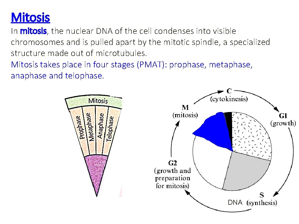 Mitosis In mitosis, the nuclear DNA of the cell condenses into visible chromosomes and