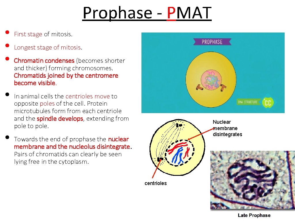 Prophase - PMAT • First stage of mitosis. • Longest stage of mitosis. •