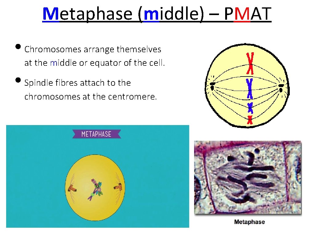 Metaphase (middle) – PMAT • Chromosomes arrange themselves at the middle or equator of