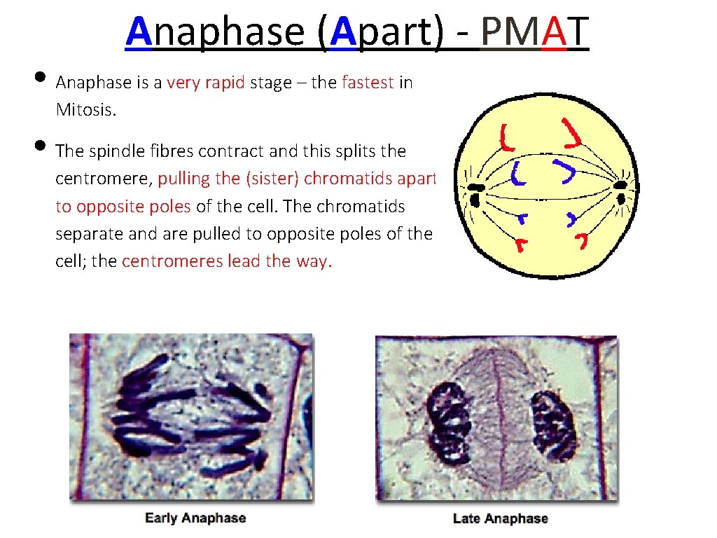 Anaphase (Apart) - PMAT • Anaphase is a very rapid stage – the fastest