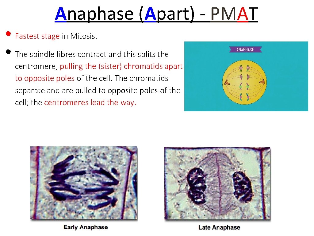 Anaphase (Apart) - PMAT • Fastest stage in Mitosis. • The spindle fibres contract