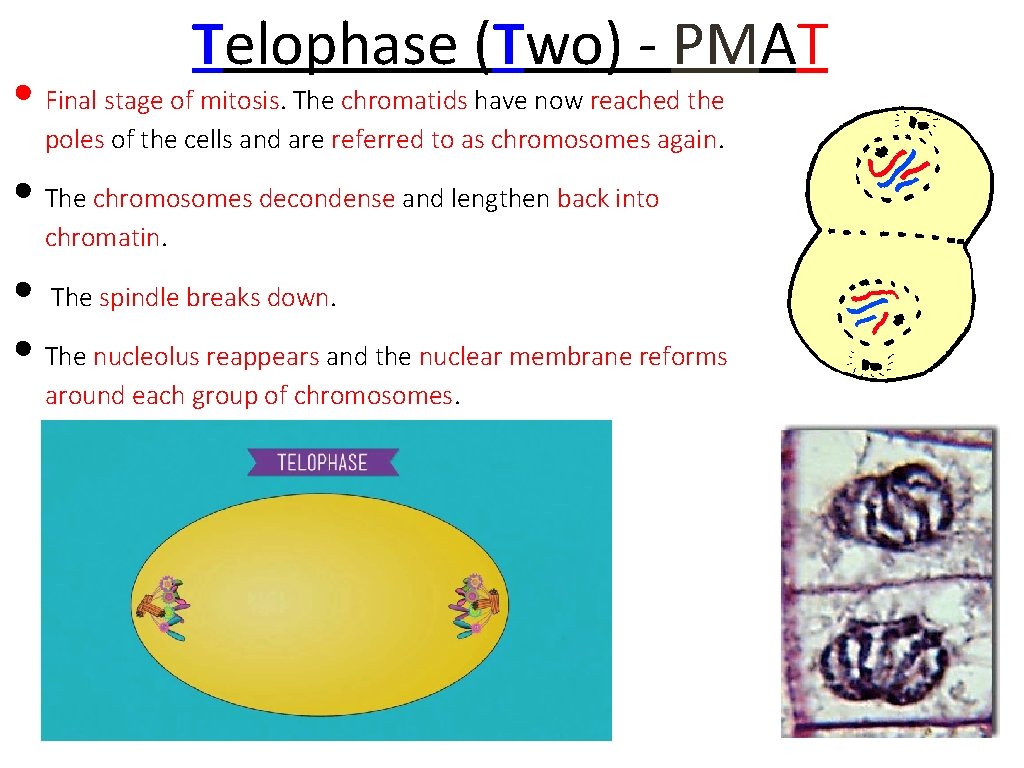 Telophase (Two) - PMAT • Final stage of mitosis. The chromatids have now reached