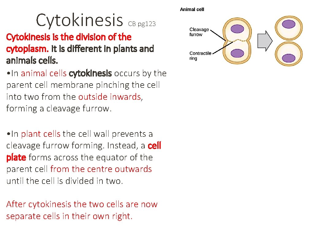 Cytokinesis CB pg 123 Cytokinesis is the division of the cytoplasm. It is different