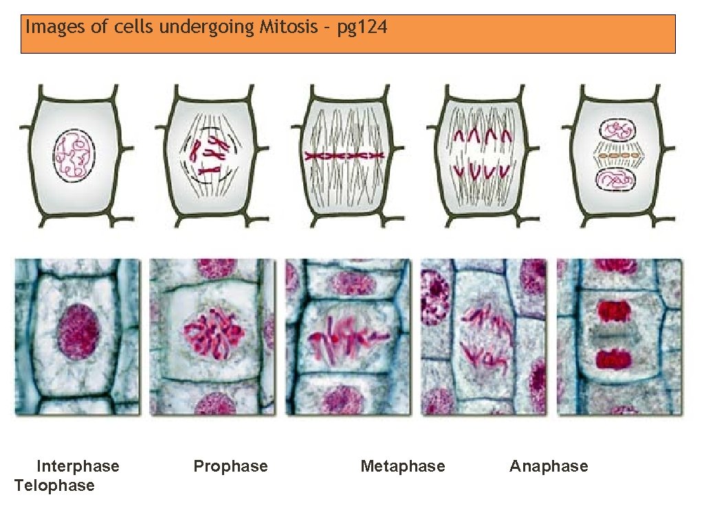 Images of cells undergoing Mitosis – pg 124 Interphase Telophase Prophase Metaphase Anaphase 