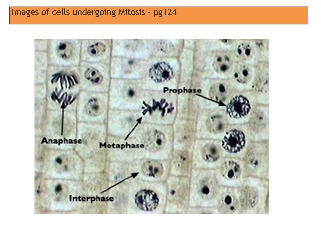 Images of cells undergoing Mitosis – pg 124 