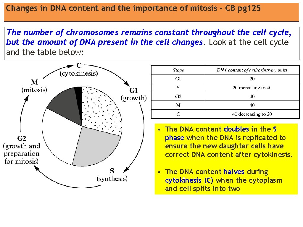 Changes in DNA content and the importance of mitosis – CB pg 125 The