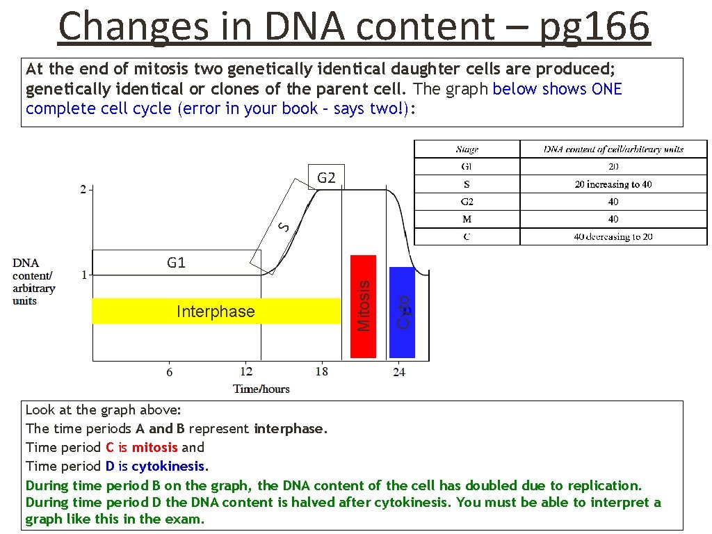 Changes in DNA content – pg 166 At the end of mitosis two genetically