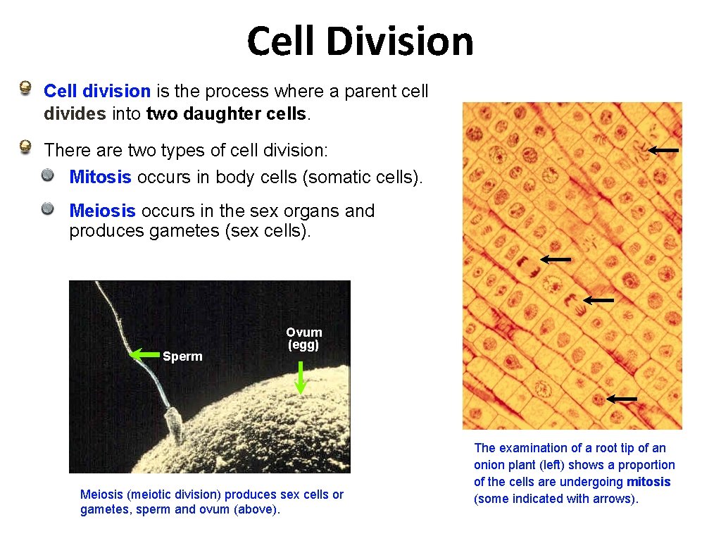 Cell Division Cell division is the process where a parent cell divides into two