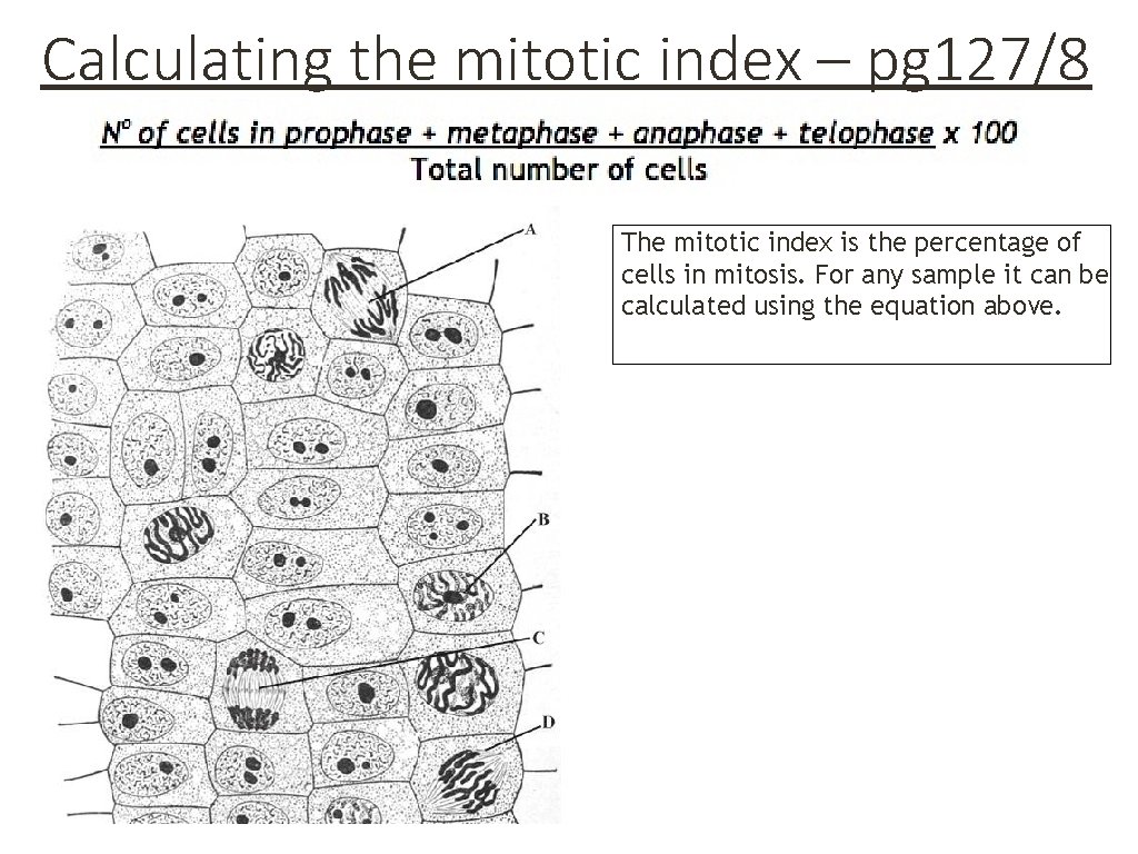 Calculating the mitotic index – pg 127/8 The mitotic index is the percentage of