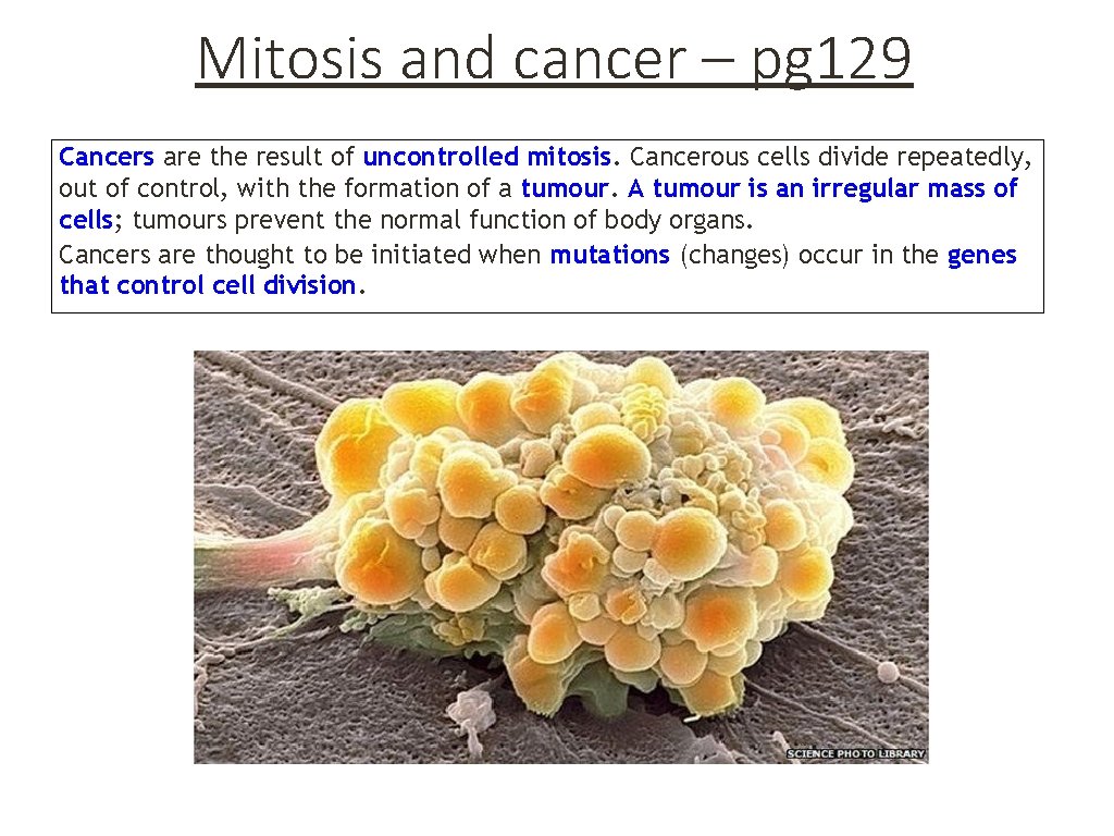 Mitosis and cancer – pg 129 Cancers are the result of uncontrolled mitosis. Cancerous