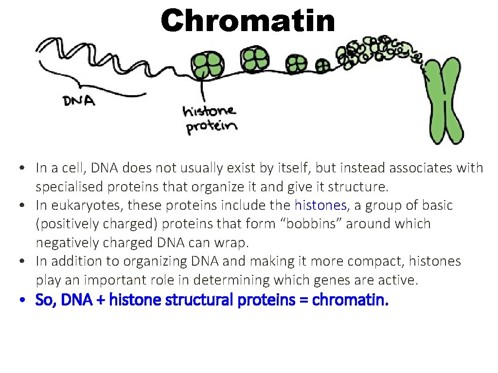 Chromatin • In a cell, DNA does not usually exist by itself, but instead