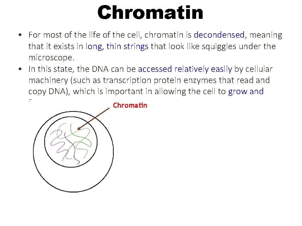 Chromatin • For most of the life of the cell, chromatin is decondensed, meaning