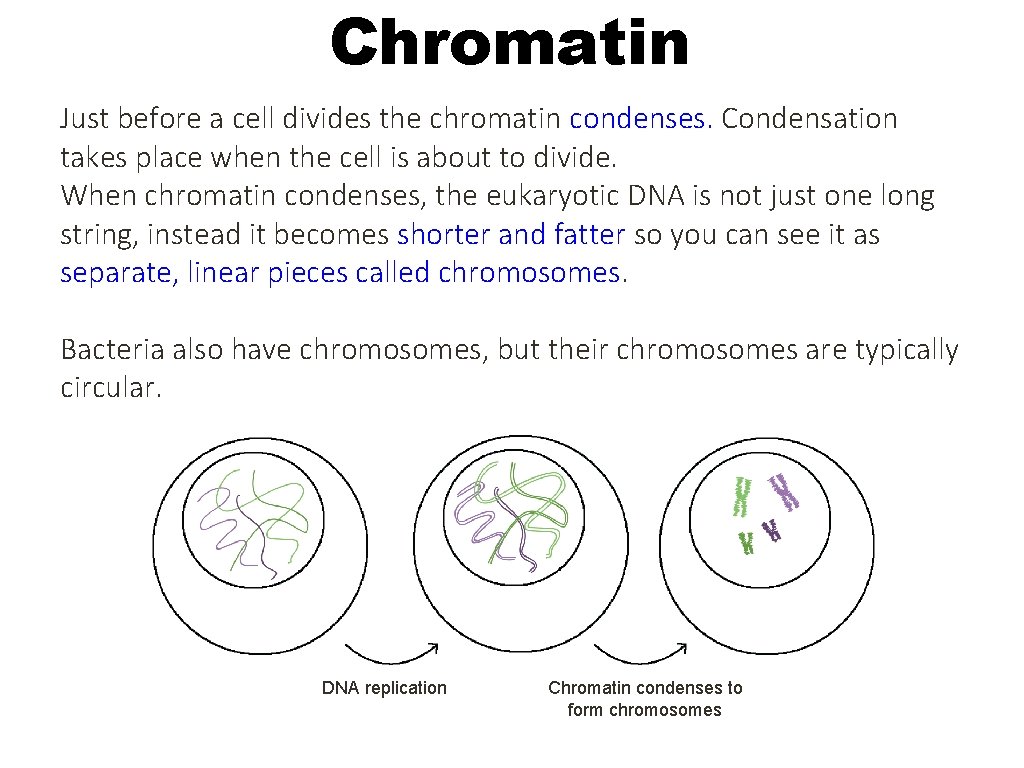 Chromatin Just before a cell divides the chromatin condenses. Condensation takes place when the