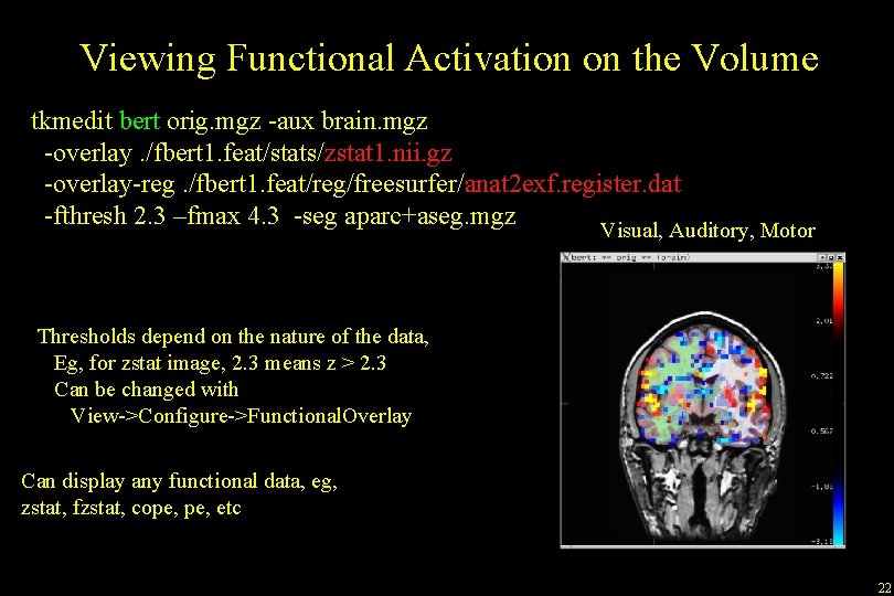 Viewing Functional Activation on the Volume tkmedit bert orig. mgz -aux brain. mgz -overlay.