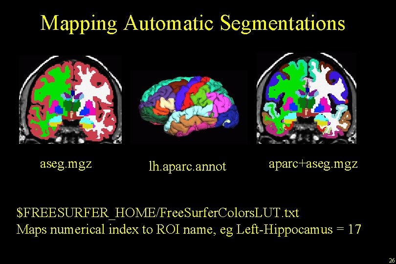 Mapping Automatic Segmentations aseg. mgz lh. aparc. annot aparc+aseg. mgz $FREESURFER_HOME/Free. Surfer. Colors. LUT.