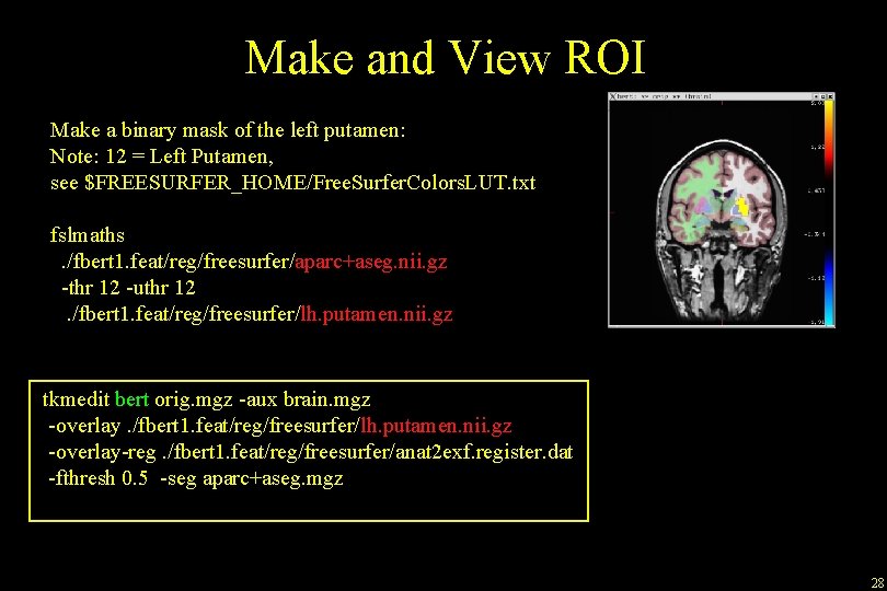 Make and View ROI Make a binary mask of the left putamen: Note: 12