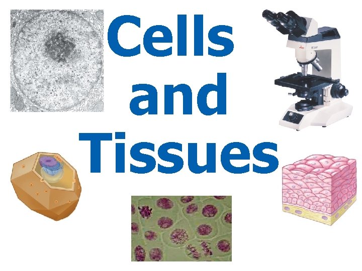 Cells and Tissues Cells and Tissues