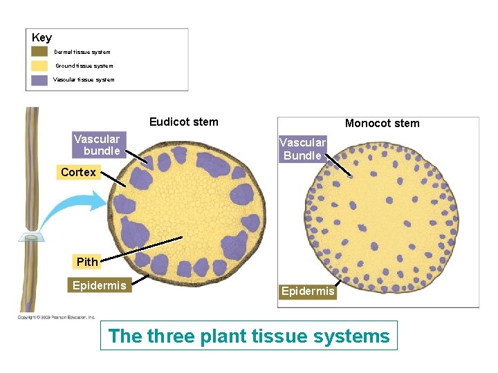 Key Dermal tissue system Ground tissue system Vascular tissue system Eudicot stem Vascular bundle Key Dermal tissue system Ground tissue system Vascular tissue system Eudicot stem Vascular bundle