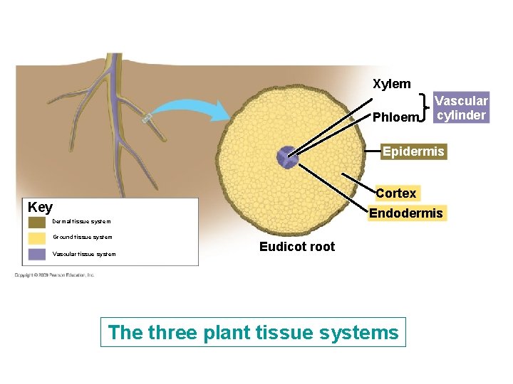 Xylem Phloem Vascular cylinder Epidermis Cortex Key Endodermis Dermal tissue system Ground tissue system Xylem Phloem Vascular cylinder Epidermis Cortex Key Endodermis Dermal tissue system Ground tissue system