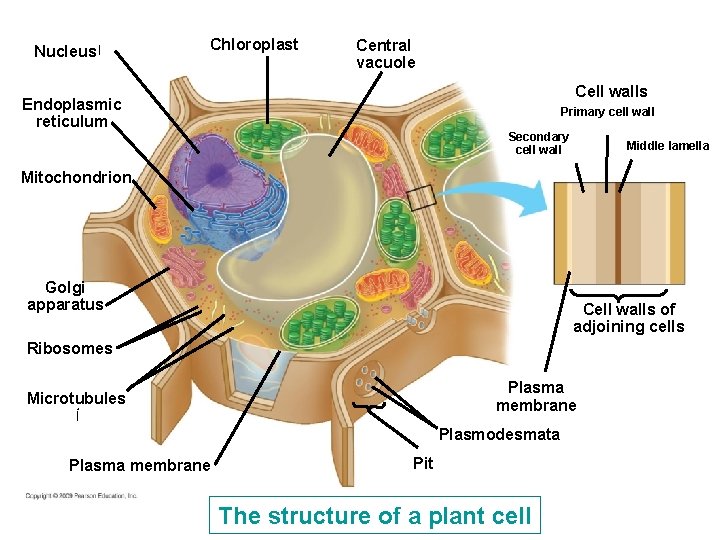 Nucleus ﺍ Chloroplast Central vacuole Cell walls Endoplasmic reticulum Primary cell wall Secondary cell Nucleus ﺍ Chloroplast Central vacuole Cell walls Endoplasmic reticulum Primary cell wall Secondary cell