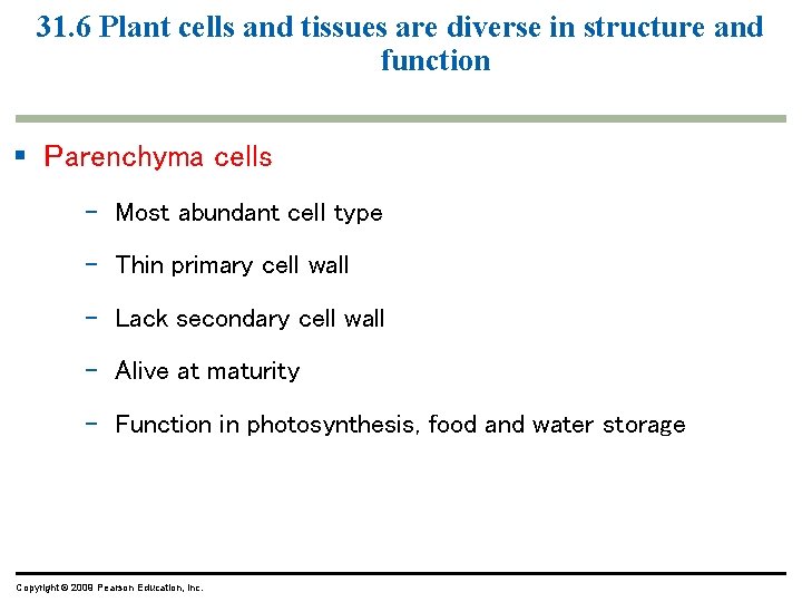 31. 6 Plant cells and tissues are diverse in structure and function § Parenchyma 31. 6 Plant cells and tissues are diverse in structure and function § Parenchyma