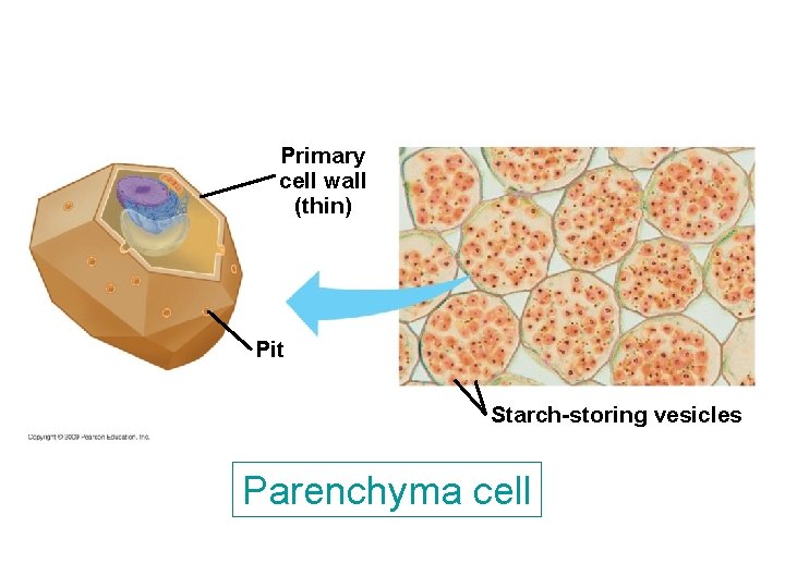 Primary cell wall (thin) Pit Starch-storing vesicles Parenchyma cell Primary cell wall (thin) Pit Starch-storing vesicles Parenchyma cell
