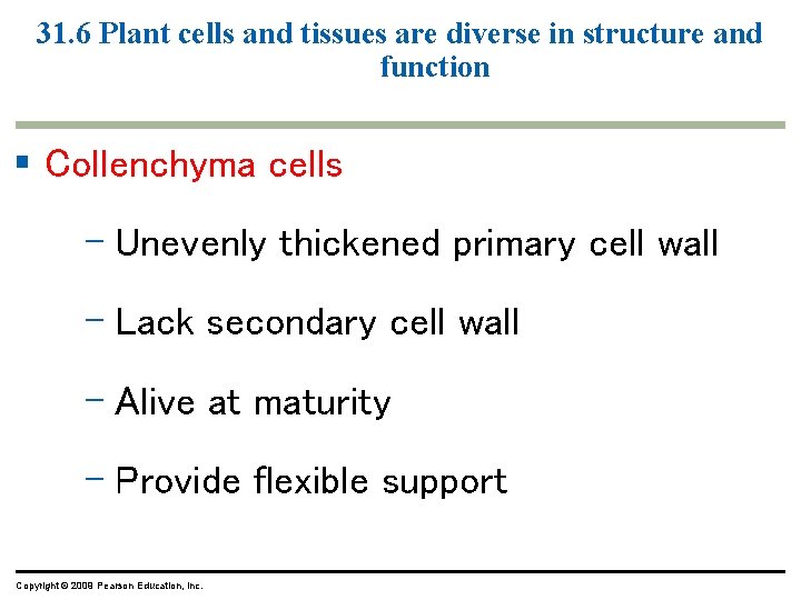 31. 6 Plant cells and tissues are diverse in structure and function § Collenchyma 31. 6 Plant cells and tissues are diverse in structure and function § Collenchyma