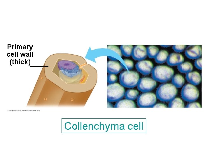 Primary cell wall (thick) Collenchyma cell Primary cell wall (thick) Collenchyma cell