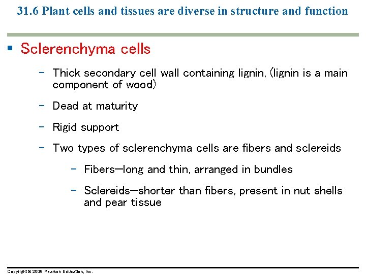 31. 6 Plant cells and tissues are diverse in structure and function § Sclerenchyma 31. 6 Plant cells and tissues are diverse in structure and function § Sclerenchyma