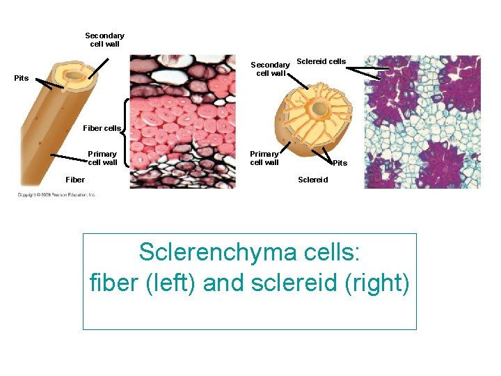 Secondary cell wall Secondary Sclereid cells cell wall Pits Fiber cells Primary cell wall Secondary cell wall Secondary Sclereid cells cell wall Pits Fiber cells Primary cell wall