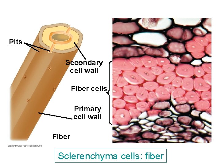 Pits Secondary cell wall Fiber cells Primary cell wall Fiber Sclerenchyma cells: fiber Pits Secondary cell wall Fiber cells Primary cell wall Fiber Sclerenchyma cells: fiber
