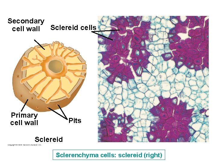 Secondary cell wall Sclereid cells Primary cell wall Pits Sclereid Sclerenchyma cells: sclereid (right) Secondary cell wall Sclereid cells Primary cell wall Pits Sclereid Sclerenchyma cells: sclereid (right)