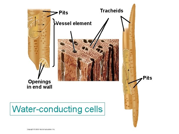 Pits Tracheids Vessel element Openings in end wall Water-conducting cells Pits Pits Tracheids Vessel element Openings in end wall Water-conducting cells Pits