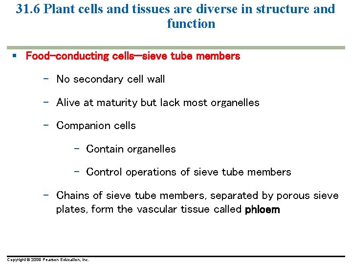 31. 6 Plant cells and tissues are diverse in structure and function § Food-conducting 31. 6 Plant cells and tissues are diverse in structure and function § Food-conducting
