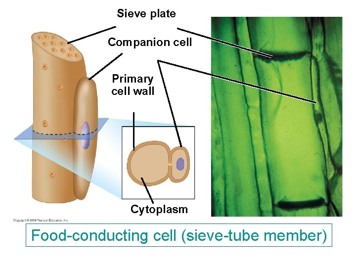 Sieve plate Companion cell Primary cell wall Cytoplasm Food-conducting cell (sieve-tube member) Sieve plate Companion cell Primary cell wall Cytoplasm Food-conducting cell (sieve-tube member)