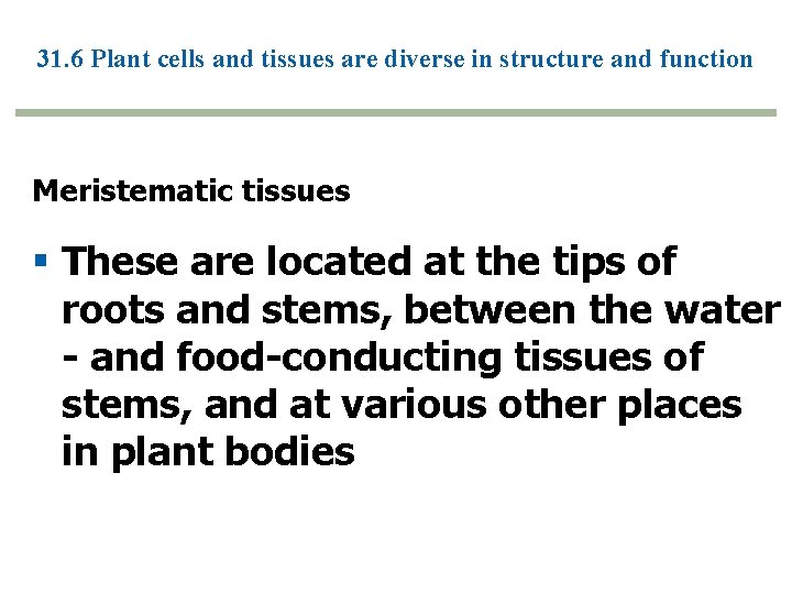 31. 6 Plant cells and tissues are diverse in structure and function Meristematic tissues 31. 6 Plant cells and tissues are diverse in structure and function Meristematic tissues