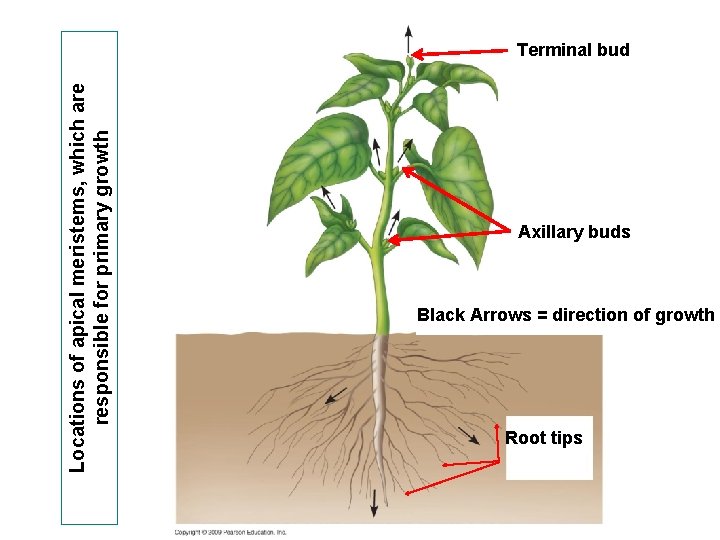 Locations of apical meristems, which are responsible for primary growth Terminal bud Axillary buds Locations of apical meristems, which are responsible for primary growth Terminal bud Axillary buds